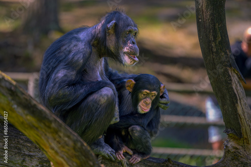 Chimpanzee with baby photo