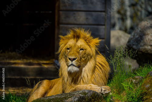 Male lion
