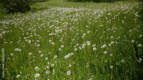 Wallpaper Mural A field of Taraxacum officinale, commonly known as dandelions, sway gently in the summer breeze. Torontodigital.ca