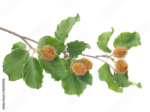 Foto Branch of beech tree with nuts and green leaves isolated on white, Fagus sylvati