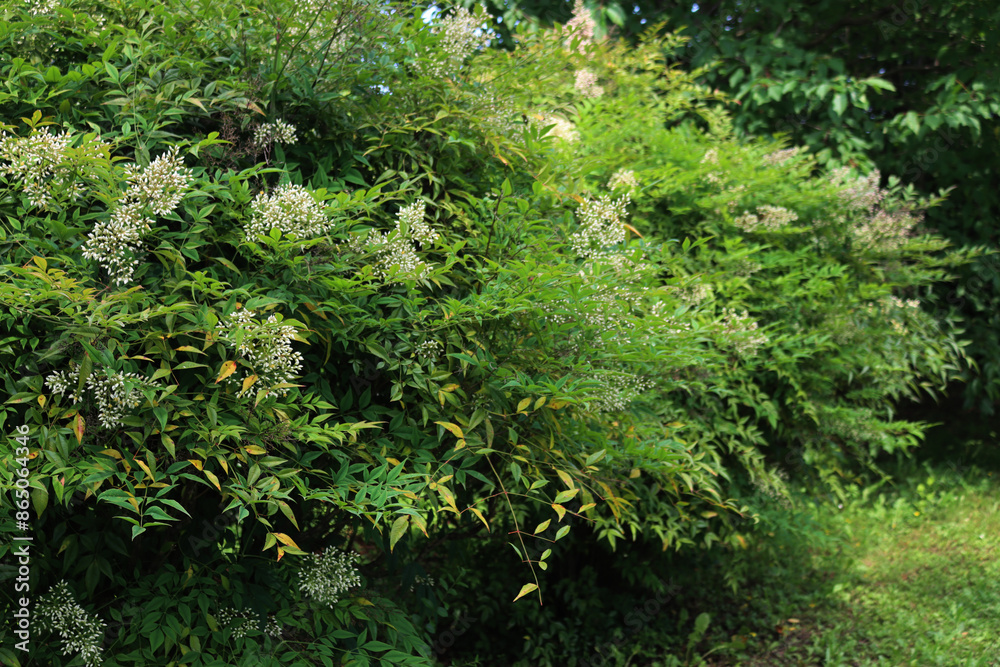 Two Nandina domestica bush in bloom in the garden on summer. Heavenly bamboo branch with white flowers Two Nandina domestica bush in bloom in the garden on summer. Heavenly bamboo branch with white flowers
