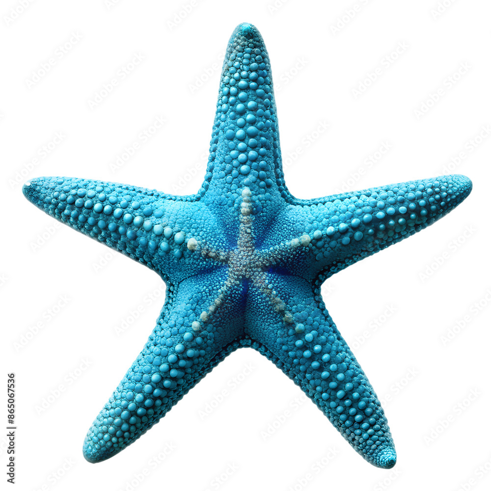 Starfish PNG Photo Overlays and Backgrounds - Realistic High-Quality Marine Life Images for Creative Projects, Perfect for Designers and Artists. AI generated. Starfish PNG Photo Overlays and Backgrounds - Realistic High-Quality Marine Life Images for Creative Projects, Perfect for Designers and Artists. AI generated.