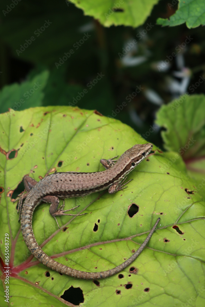 Podarcis muralis. Common wall lizard on green leaves. Lacertidae family, Podarcis muralis. Common wall lizard on green leaves. Lacertidae family,