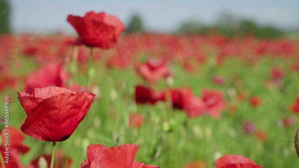This field is covered with red poppies, a flower with four petals that look like they are made of paper and black pistils. The drone flies over the field showing us this beautiful Estonian landscape. This field is covered with red poppies, a flower with four petals that look like they are made of paper and black pistils. The drone flies over the field showing us this beautiful Estonian landscape.