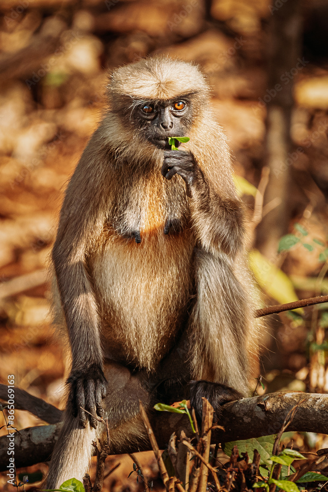 Fototapeta premium Goa, India. Gray Langur Monkey Eats Fresh Leaves Sitting On A Branch On Forest Ground
