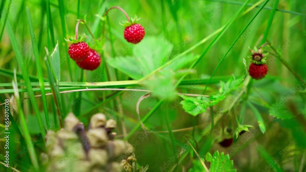 These small strawberries grow wild in the Estonian forests, The wild strawberries are delicious, very sweet with and tasty. It grow in summer and people have fun looking and for it and harvesting These small strawberries grow wild in the Estonian forests, The wild strawberries are delicious, very sweet with and tasty. It grow in summer and people have fun looking and for it and harvesting