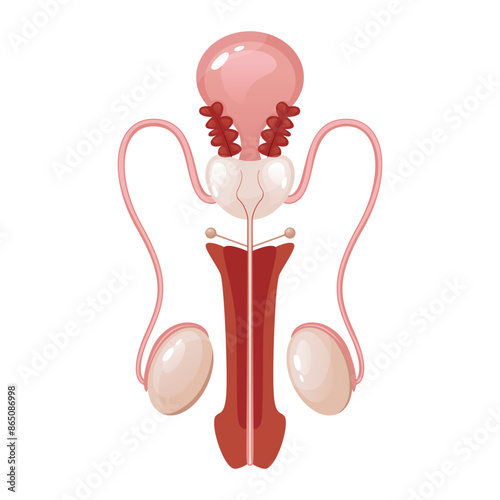 Human male reproductive system internal organ