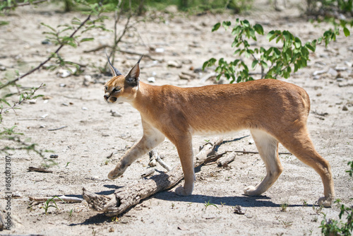 Caracal at the Etosha National Park in Namibia