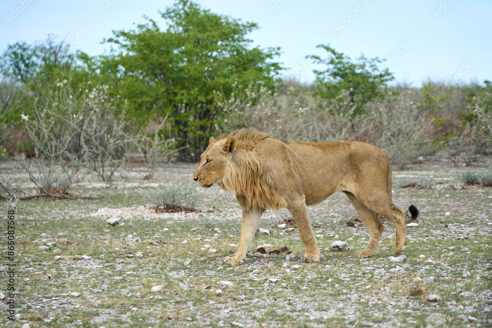 Young male lion at the Etosha National Park in Namibia Young male lion at the Etosha National Park in Namibia