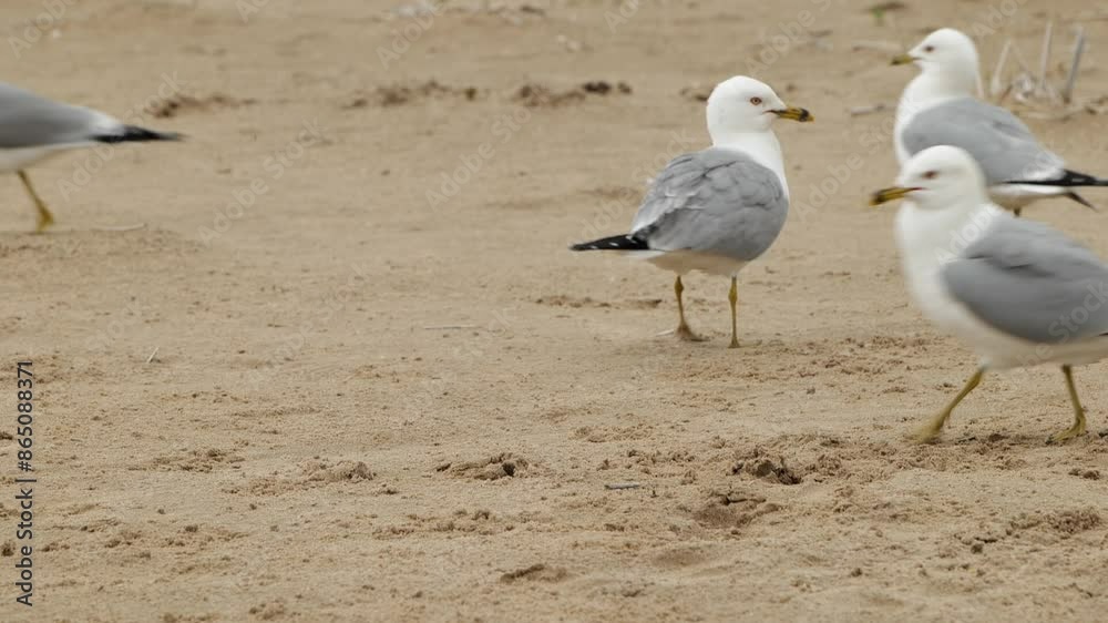 Seagull Walking Across The Beach on Lake Huron in Northern Michigan Seagull Walking Across The Beach on Lake Huron in Northern Michigan