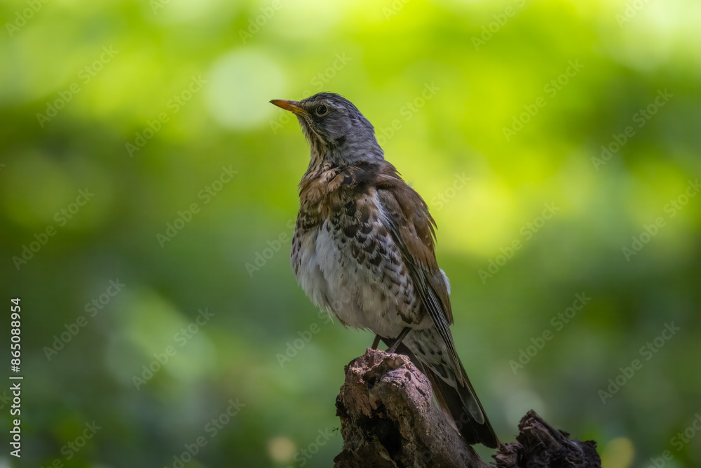 Φωτογραφία A Fieldfare stands on a wooden stick and looks right toward the camera lens with a green background on a sunny summer day