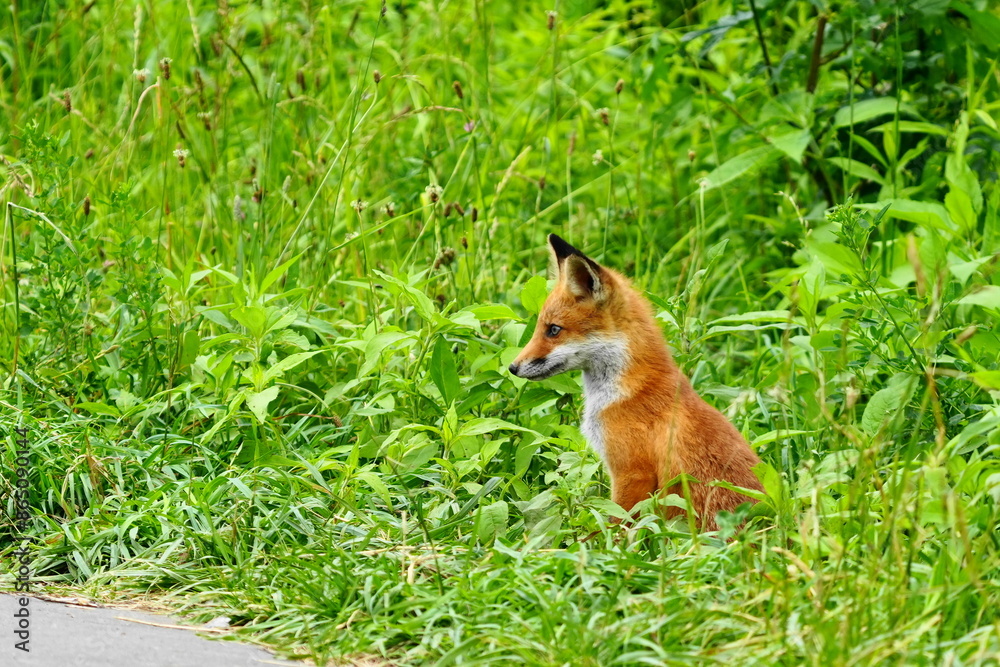 Fototapeta premium 夏の森で出会ったキタキツネ