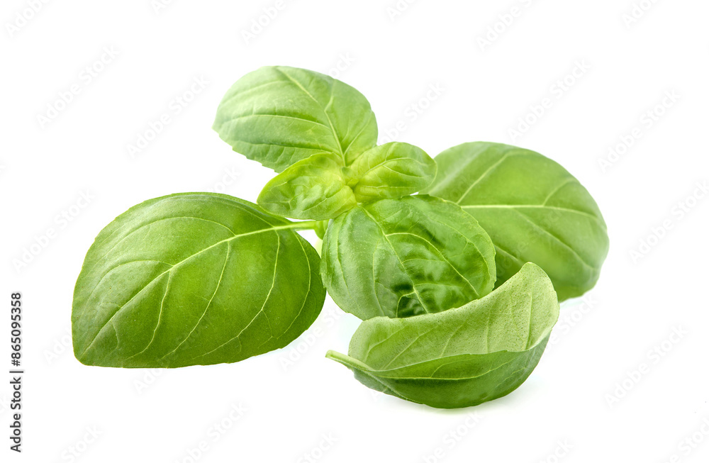 Basil leaves in closeup on green background. Basil leaves in closeup on green background.