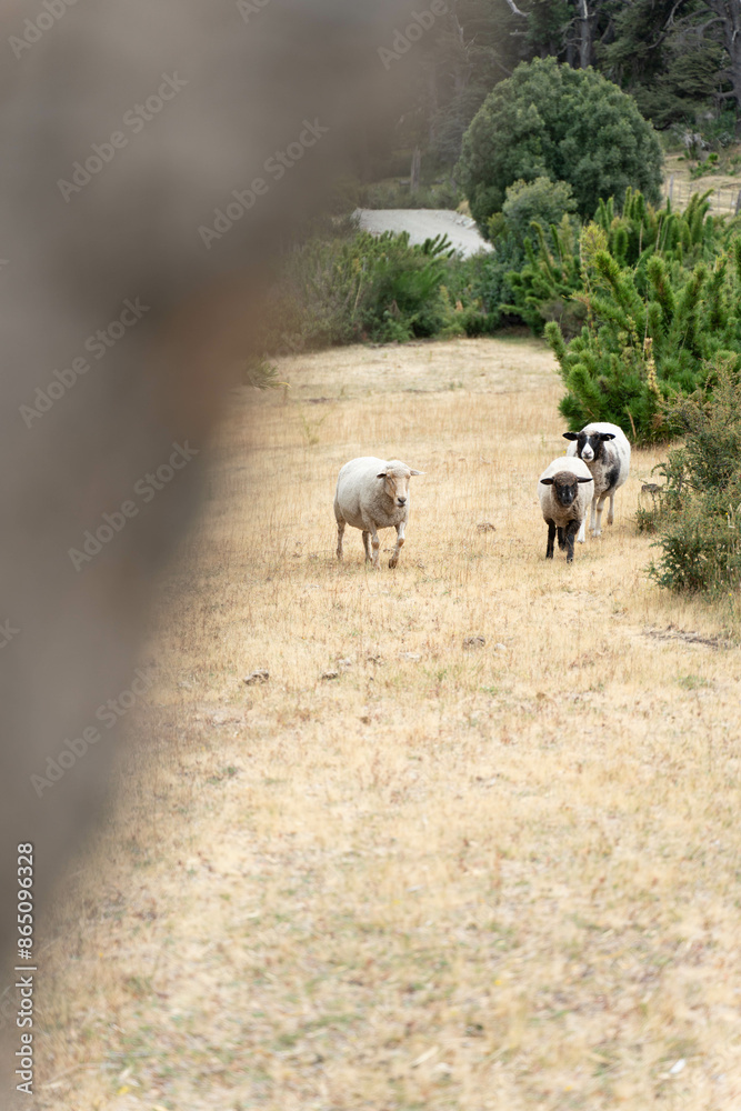Obraz premium Three sheep are walking across a dry, brown field. The sheep are scattered throughout the field, with one sheep in the foreground and two others in the background. The scene is peaceful and serene