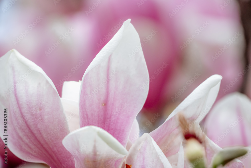 Magnolia Sulanjana flowers with petals in the spring season. beautiful pink magnolia flowers in spring, selective focusing. Magnolia Sulanjana flowers with petals in the spring season. beautiful pink magnolia flowers in spring, selective focusing.
