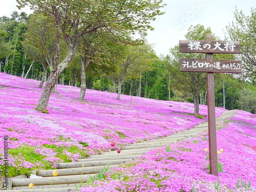 北海道の絶景 芝ざくら滝上公園の風景 photo