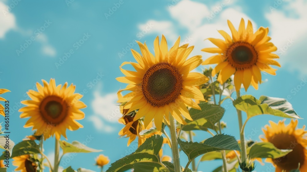 Obraz premium A cluster of yellow sunflowers, against a blue sky background.