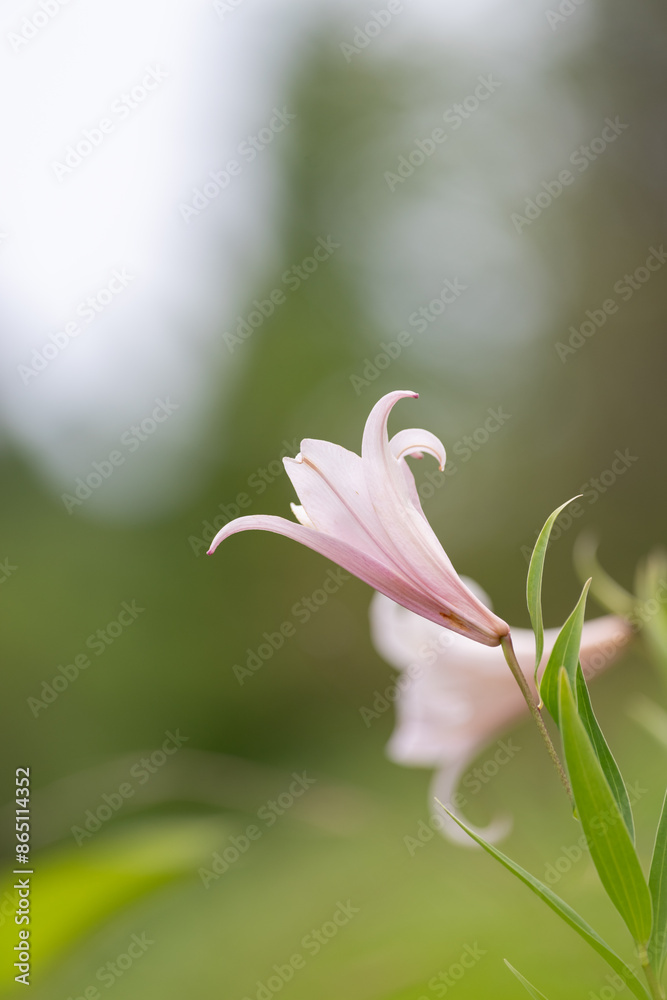Fototapeta premium 野に咲くササユリ