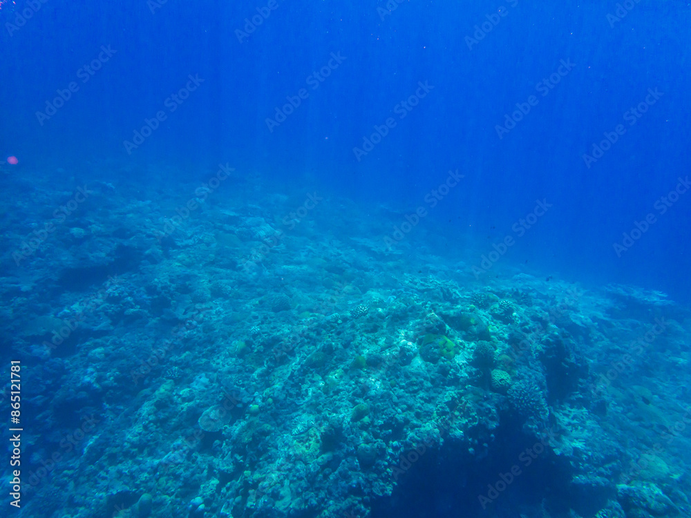Fototapeta premium 小笠原諸島・父島 水中の風景 