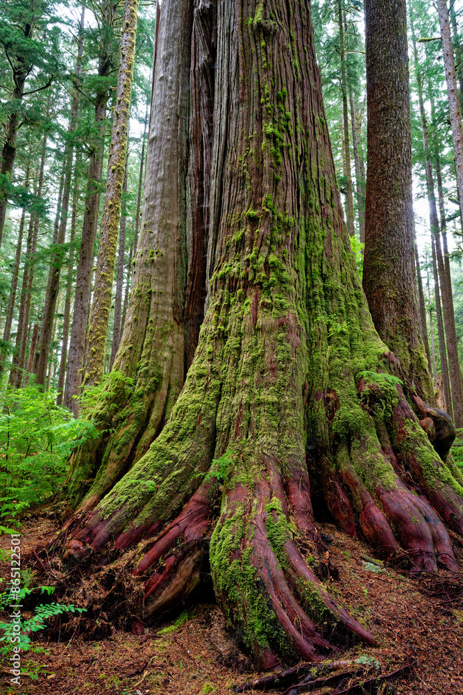 Ancient western red cedar with boardwalk, Port Renfrew, BC, Canada, vertical shot Ancient western red cedar with boardwalk, Port Renfrew, BC, Canada, vertical shot