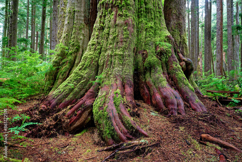 Ancient western red cedar with boardwalk, Port Renfrew, BC, Canada