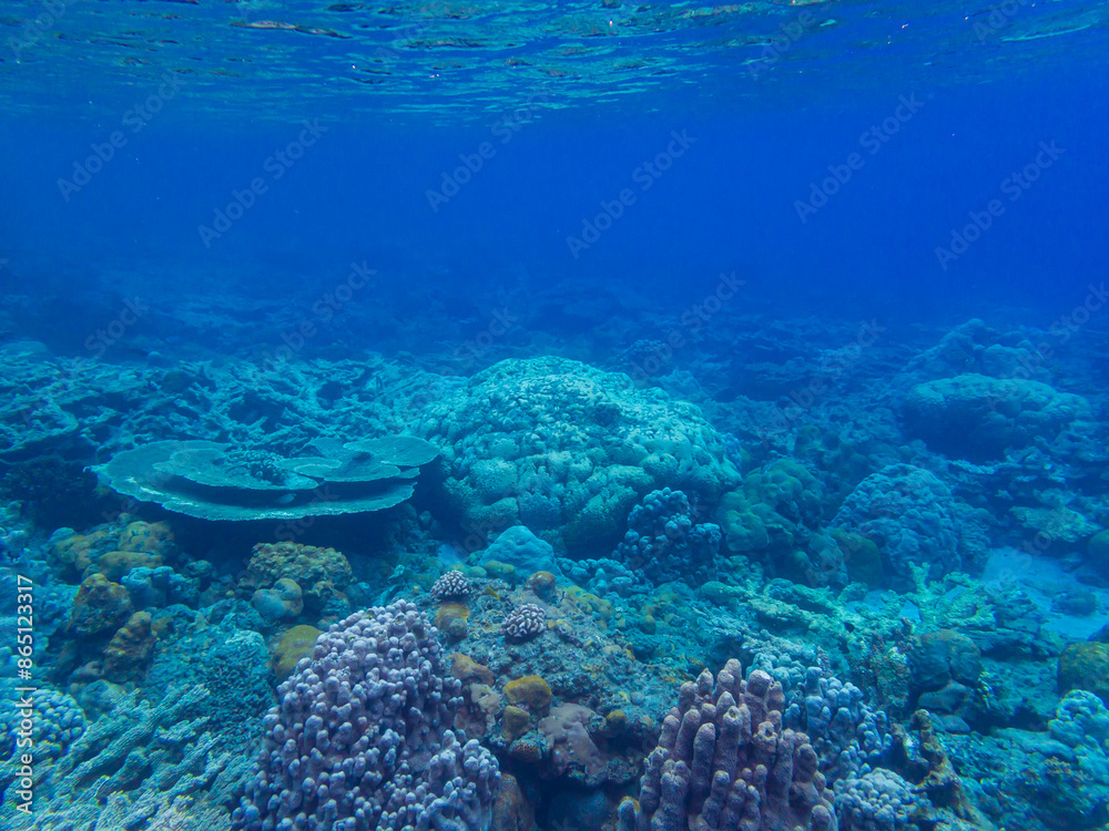 Fototapeta premium 小笠原諸島・父島 水中の風景 