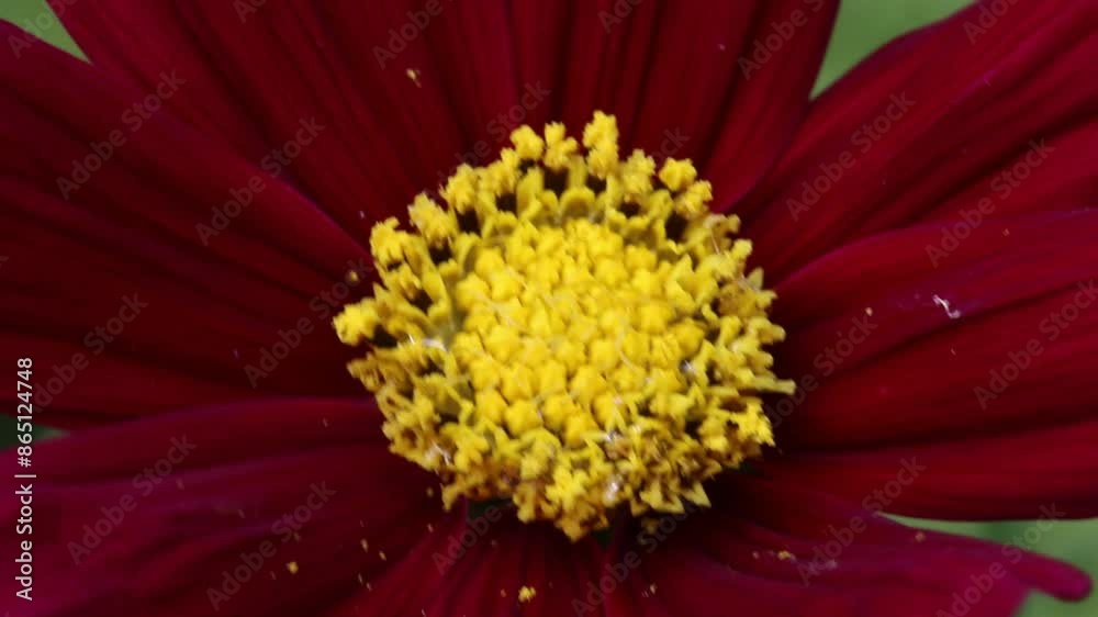 Closeup of a Cosmos garden flower. June. UK Closeup of a Cosmos garden flower. June. UK