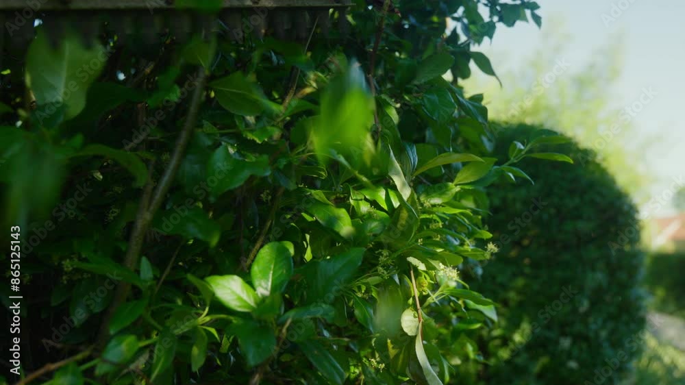 Man meticulously trimming lush green hedges with powered clippers. Man meticulously trimming lush green hedges with powered clippers.