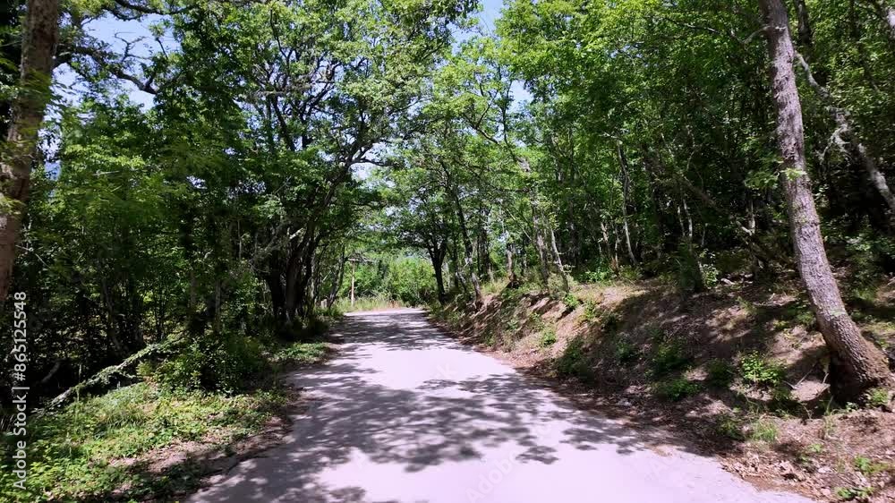 A scenic drive through the Crimean forest on a bright, sunny day. A scenic drive through the Crimean forest on a bright, sunny day.