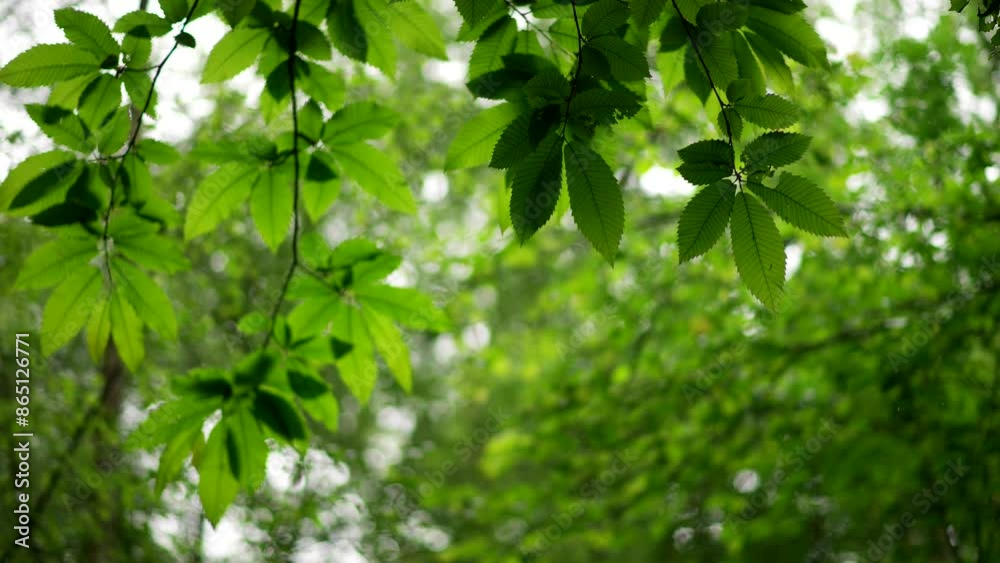 A rainy woodland scene with drops falling behind British tree leaves A rainy woodland scene with drops falling behind British tree leaves