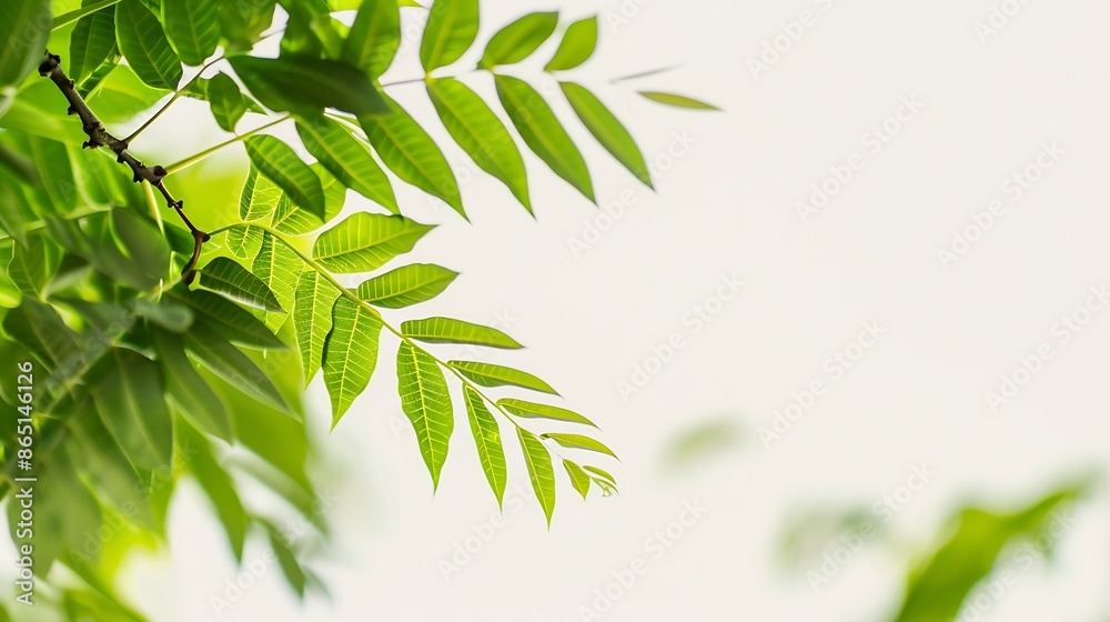 Obraz premium branch leaves or green leaf isolated Tree Leaf Frame : Generative AI