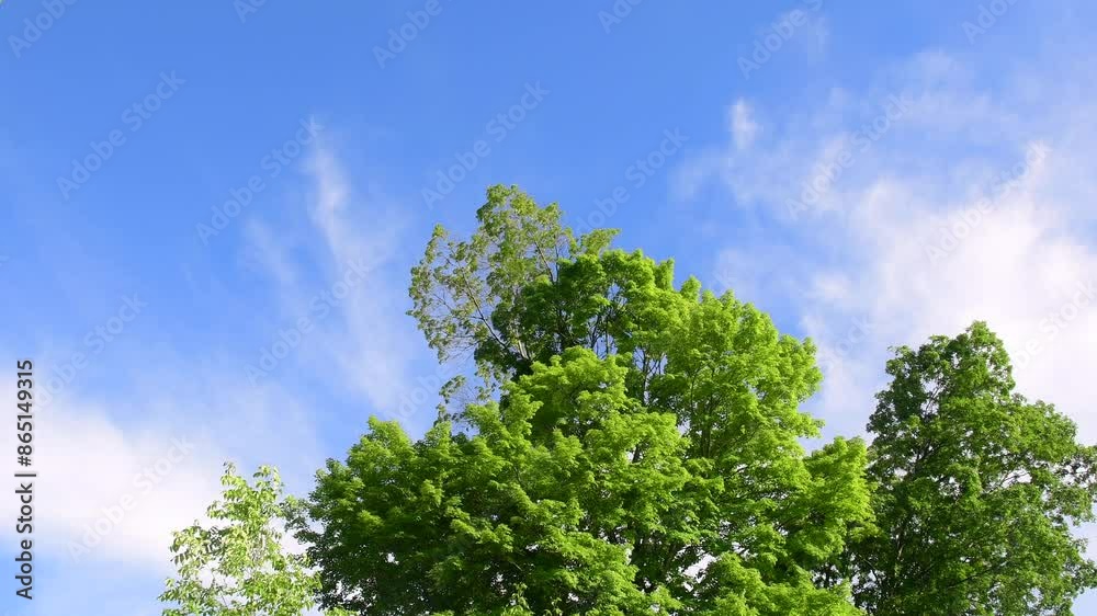 Lush green tree top leafs in the wind on blue sky background, selective focus video looking up, summer spring perfect weather Lush green tree top leafs in the wind on blue sky background, selective focus video looking up, summer spring perfect weather