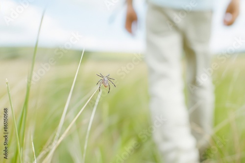 Person Enjoying a Summer Day in Nature Unaware of a Hanging tick photo