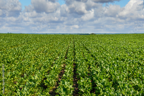 sugar beet close up, rows of young beets, beautiful sky