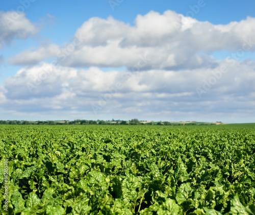 fresh leaves, sugar beet field under the sky with clouds, summertime