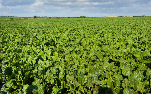 fresh sugar beet, focus on leaves, close up
