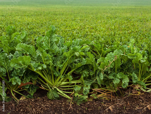 sugar beet field in autumn on a rainy day, green and yellow leaves, ripening ...