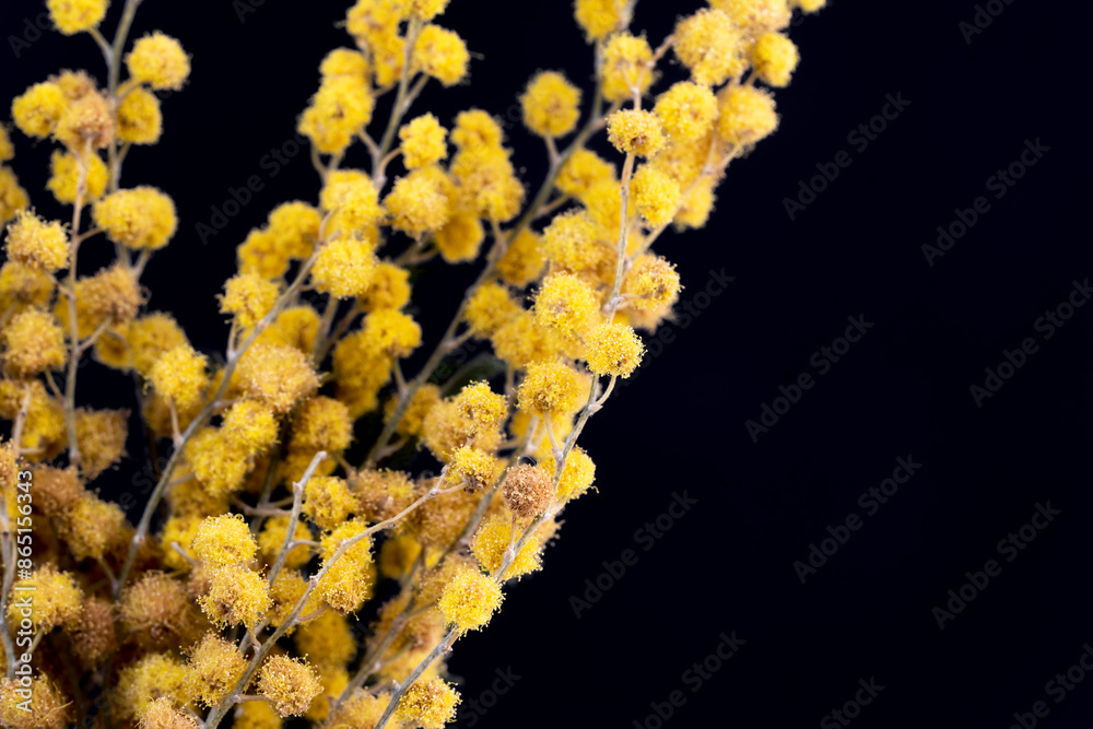 Yellow mimosa flowers dark black background and place for text macro Yellow mimosa flowers dark black background and place for text macro