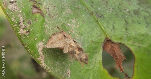 Bagworm moth, bagmoths, Apterona helicoidella, Psychidae, Macrolepidoptera walks with its house photo