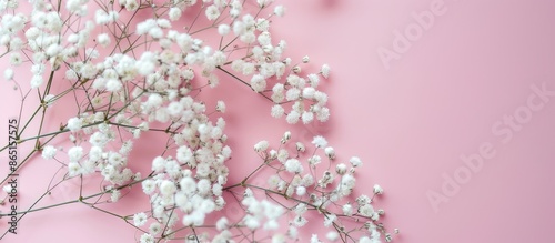 Gypsophila flowers in white on pink backdrop with space for text. © Lasvu