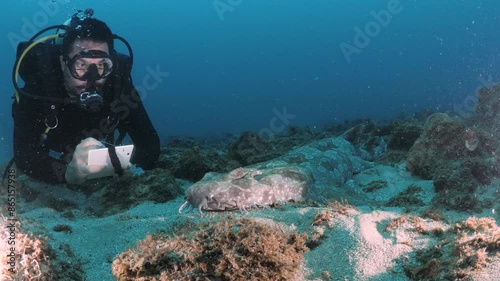 Wallpaper Mural A scuba diver records data underwater on a slate while observing a shark for a marine science project. Torontodigital.ca