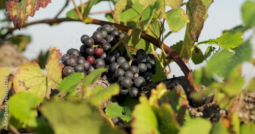 Wallpaper Mural Ripe bunches of black grapes on a vine in the sunlight. bottom view Torontodigital.ca