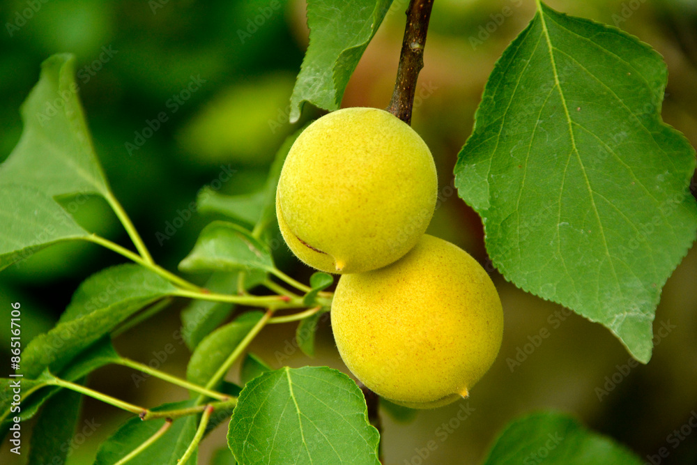 niedojrzałe owoce moreli na gałęzi, dojrzewajaca morela, Morela pospolita, Prunus armeniaca, unripe apricot fruits on a branch, ripening apricot, Common apricot niedojrzałe owoce moreli na gałęzi, dojrzewajaca morela, Morela pospolita, Prunus armeniaca, unripe apricot fruits on a branch, ripening apricot, Common apricot
