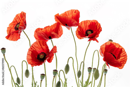 poppy flowers isolated on white background. red poppies #865179919