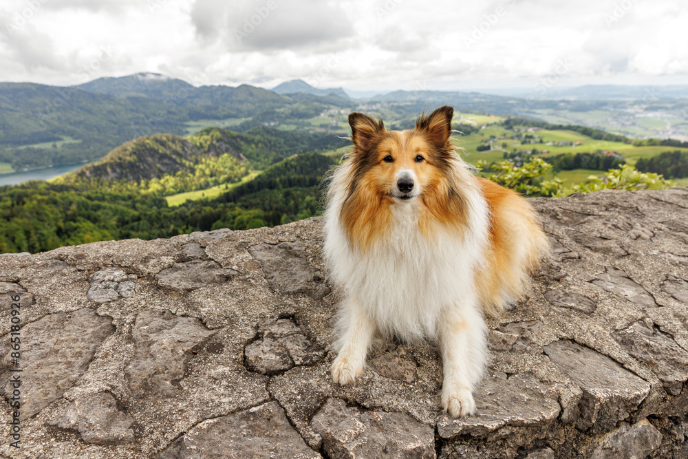 Sheltie Shetland Sheepdog lies elegantly on a stone against the backdrop of alpine nature. Sheltie Shetland Sheepdog lies elegantly on a stone against the backdrop of alpine nature.