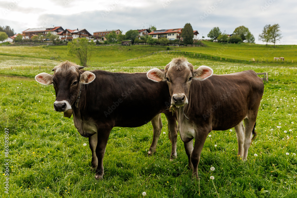 Alpine cows on a green meadow. Alpine cows on a green meadow.