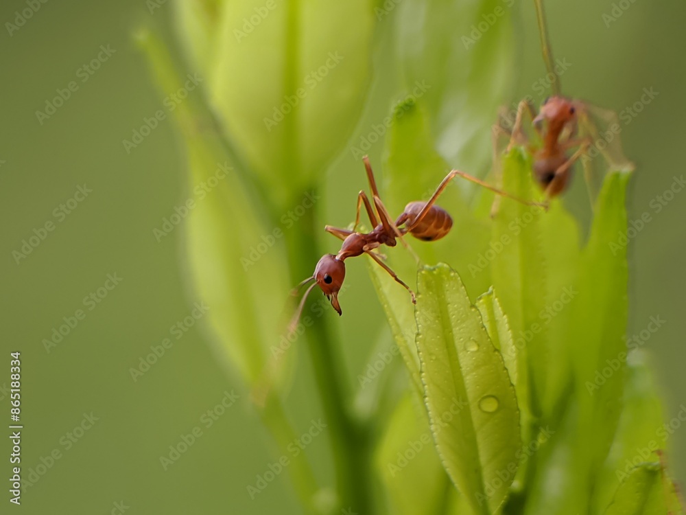 Weaver ants or Oecophylla are standing on green leaves Weaver ants or Oecophylla are standing on green leaves