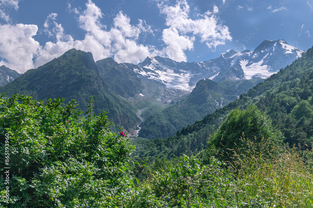 Nature in the mountains in summer. Green trees in summer against the background of snow-capped mountains. Flowering plants in the highlands. Mountain landscape. An environmentally friendly environment Nature in the mountains in summer. Green trees in summer against the background of snow-capped mountains. Flowering plants in the highlands. Mountain landscape. An environmentally friendly environment