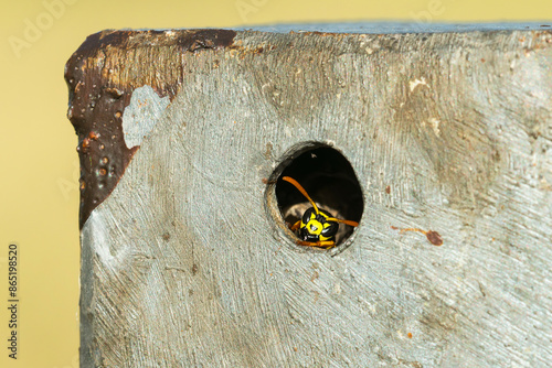 Gallische Feldwespe , Haus-Feldwespe (Polistes dominula) an ihrem Nest photo