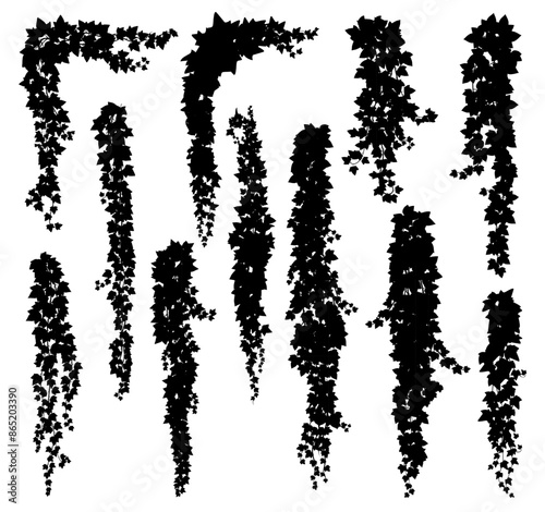 Vertical isolated ivy lianas silhouettes of vector frame border lines or corners. Black vines of creeper plants, hanging branches and leaves. Garden ivy plants or hedera tree lianas, floral decor set